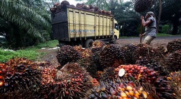 LAPORKAN DUGAAN KRIMINALISASI PETANI, KOPSA M KUNJUNGI INDONESIA POLICE WATCH (IPW) LAPORKAN DUGAAN KRIMINALISASI PETANI, KOPSA M KUNJUNGI INDONESIA POLICE WATCH (IPW)